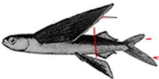 Hirundichthys_claves